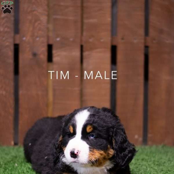 Tim, Bernese Mountain Dog Puppy